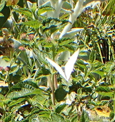 Pieris rapae