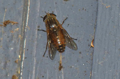 Tabanus novaescotiae