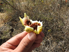 Funastrum pannosum