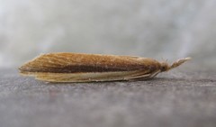 Donacaula albicostellus