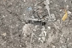 Phosphaenus hemipterus