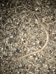 Hypsiglena chlorophaea