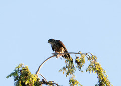 Falco columbarius suckleyi