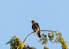 Falco columbarius suckleyi