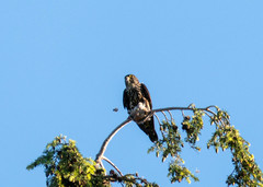 Falco columbarius suckleyi