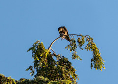 Falco columbarius suckleyi