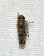 Scaphoideus opalinus