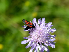 Zygaena viciae