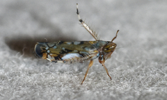 Scaphoideus opalinus