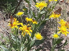 Euphydryas anicia cloudcrofti