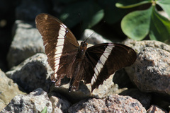 Siproeta epaphus trayja