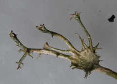 Cladonia amaurocraea