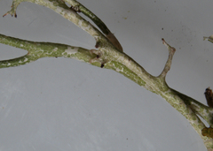 Cladonia amaurocraea