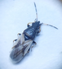 Metopoplax origani