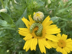 Cucullia chamomillae