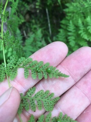 Cystopteris bulbifera