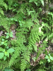 Cystopteris bulbifera