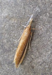Donacaula albicostellus