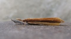 Donacaula albicostellus
