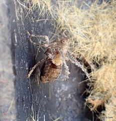 Danepteryx