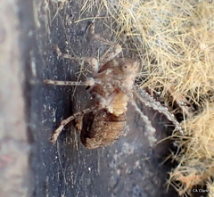 Danepteryx