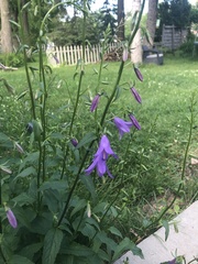 Campanula rapunculoides