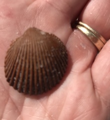 Dinocardium robustum