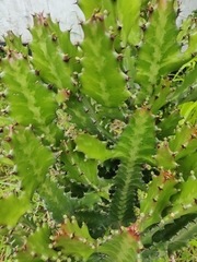 Image of Euphorbia lactea