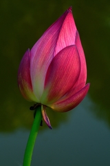 Nelumbo nucifera