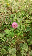 Trifolium pratense
