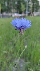 Centaurea cyanus
