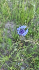 Centaurea cyanus