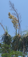 Beaucarnea