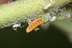Aphidoletes