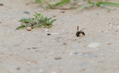 Euodynerus castigatus