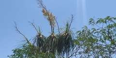 Beaucarnea