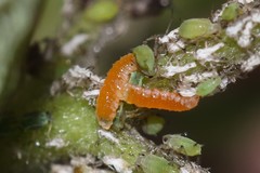 Aphidoletes