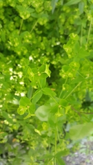 Euphorbia spathulata