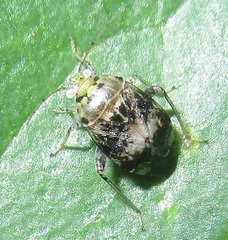Henrylygus ultranubilus