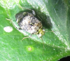 Henrylygus ultranubilus