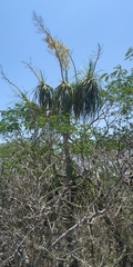 Beaucarnea