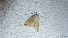 Evergestis forficalis