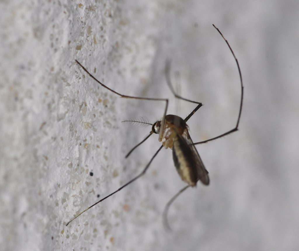 Bromeliad mosquito