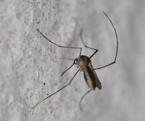 Bromeliad mosquito