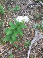 Asclepias texana