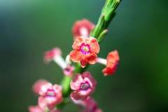 Stachytarpheta mutabilis