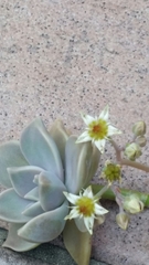 Graptopetalum