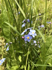 Myosotis alpestris