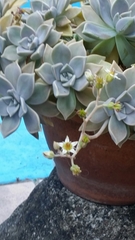 Graptopetalum