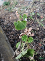 Pelargonium × hybridum